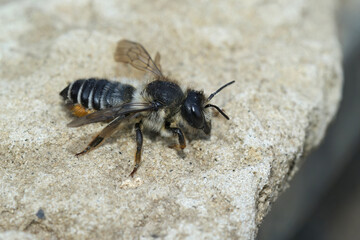 Closeup on a female Willowherb leafcutter bee, Megachile lapponica