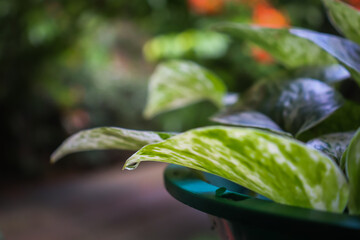 leave on water drop, Drops of clean transparent water on the leaves.