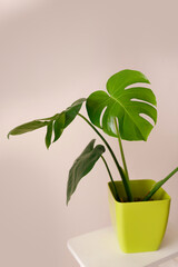 Beautiful monstera flower in a green pot stands on a wooden table on a beige background