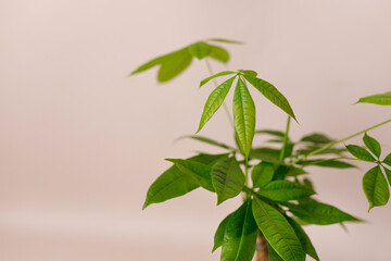 Obraz premium A Money Tree plant Pachira Aquatica. Green pachira aquatica leaves on beige background, pachira