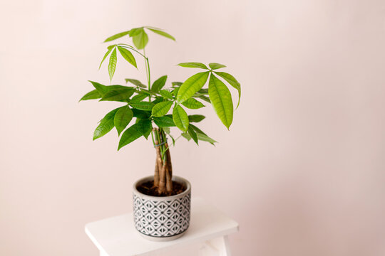 A Money Tree plant Pachira Aquatica. Green pachira aquatica leaves on beige background, pachira