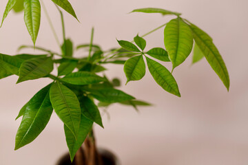 A Money Tree plant Pachira Aquatica. Green pachira aquatica leaves on beige background, pachira