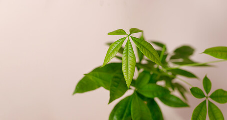 A Money Tree plant Pachira Aquatica. Green pachira aquatica leaves on beige background, pachira