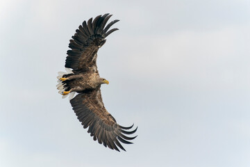 white tailed eagle (Haliaeetus albicilla) flies above the water of the oder delta in Poland, europe. Copy space. Wings spread.        
