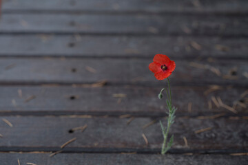 red poppies on wooden background