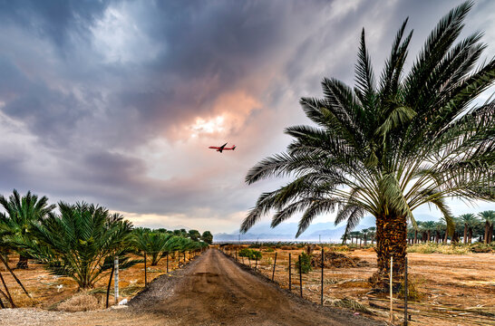 Countryside gravel road among plantations of date palms, image depicts healthy food and GMO free food production. Agriculture sustainable  industry in desert and arid areas of the Middle East
