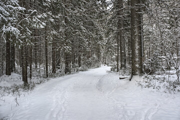 Path of health in a beautiful winter forest. Snow covered road and trees in the forest.