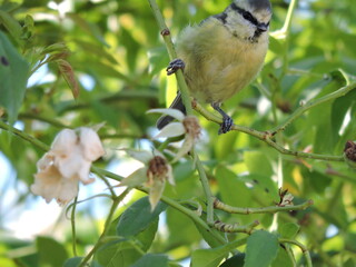 mésange bleue