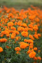 Orange Marigold, the beauty of India, a flower that finds its place in important rituals and festivals in India. 