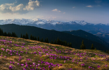 Panoramic landscape in the mountains at the spring. View view of the meadow on which crocuses bloom in the background of snow-capped mountains. Soft focus effect.