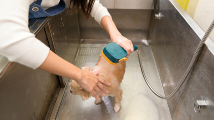 Female professional groomer bathing dog at pet spa grooming salon