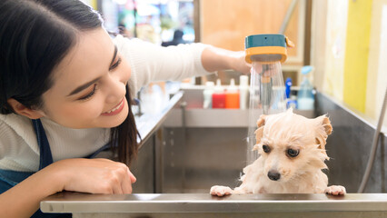 Female professional groomer bathing dog at pet spa grooming salon