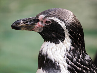 Fototapeta premium Portrait of Humboldt penguin (Spheniscus humboldti) seen from profile