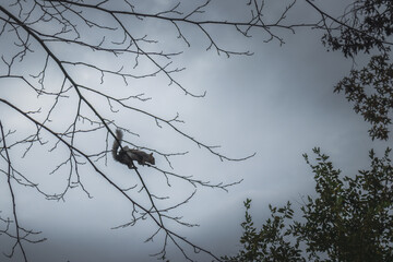 Squirrel on a tree eating.