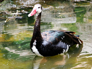 Spur-winged goose (Plectropterus gambensis) in water
