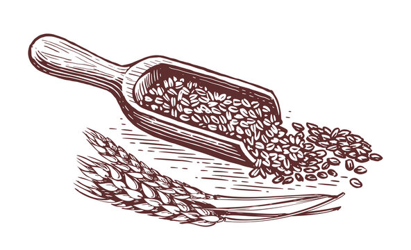 recommend clip art: Wooden cooking scoop with grains and wheat ears. Healthy organic natural farm food. Vintage sketch vector illustration