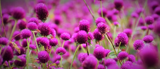 Purple gold amaranth, an American born Indian beauty