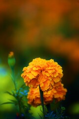 Orange Marigold, flower from Karnataka, India