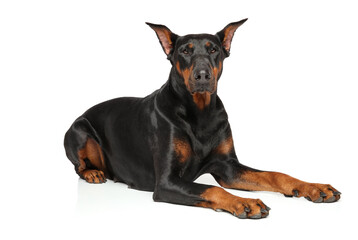 Fototapeta premium Doberman puppy, lying on a white background