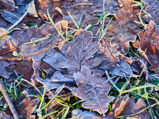 
Fallen oak leaves covered with snow.