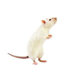 white rat on a white background