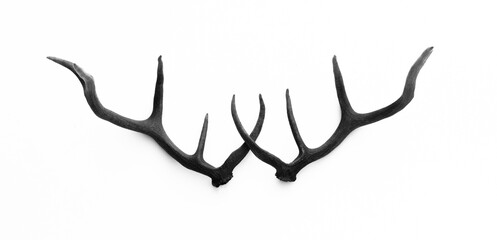 Siberian stag horns isolated on white background