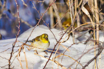 gold inch in the snow