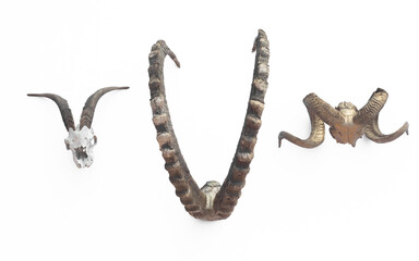 Obraz premium collection of deer antlers isolated on white background