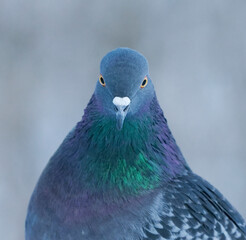 Domestic pigeon (Columba livia domestica) closeup looking straight in the camera in winter.