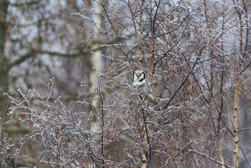 Northern hawk owl (Surnia ulula) sitting on a frosty birch and looking for prey in winter.