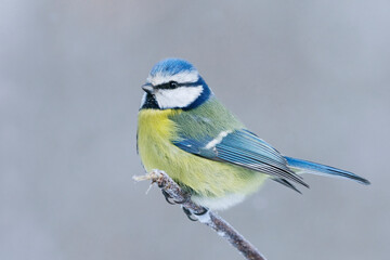 Eurasian blue tit (Cyanistes caeruleus) sitting on a branch in winter.