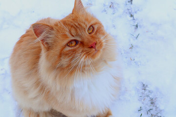 Big red cat looks up, sits on the snow, close-up