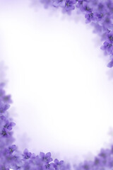 Fototapeta na wymiar violet flowers frame background png 