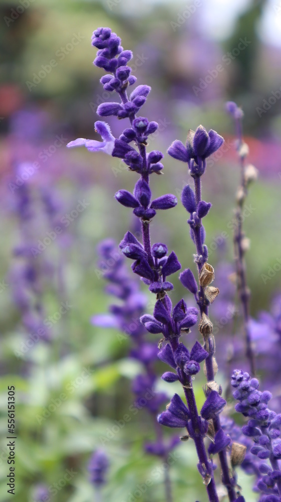 Wall mural violet salvia divinorum or sage of the diviners flower detail close up at the garden.