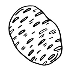 Potato tuber. Vector. Outline drawing of a vegetable on a white background. Sketch. Drawing marker on paper. Isolated object.