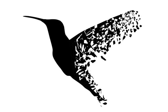 graphic vector illustration, calibri bird silhouette vector design with broken particles concept black color