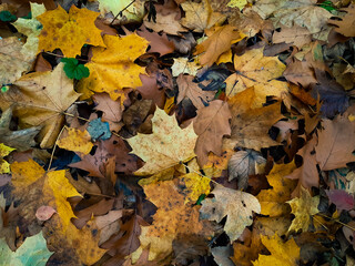 autumn