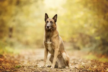 Fotobehang german shepherd dog © probol