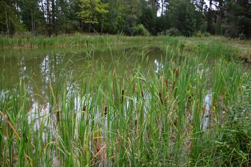 group of reeds on the pond in the forest isolated, close-up