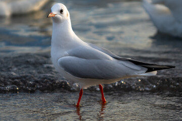 seagull on the beach