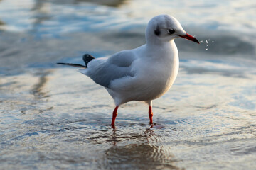 black headed gull