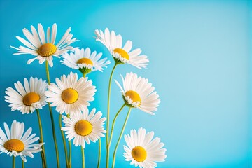 Chamomile daisy flowers on blue sky background