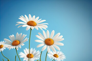 Chamomile daisy flowers on blue sky background