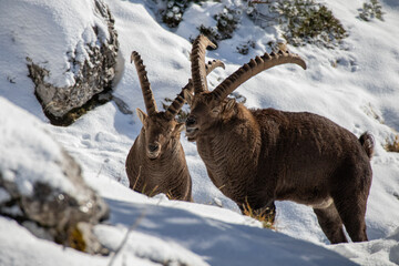 Ibex smiling