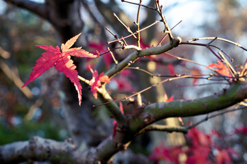 紅葉