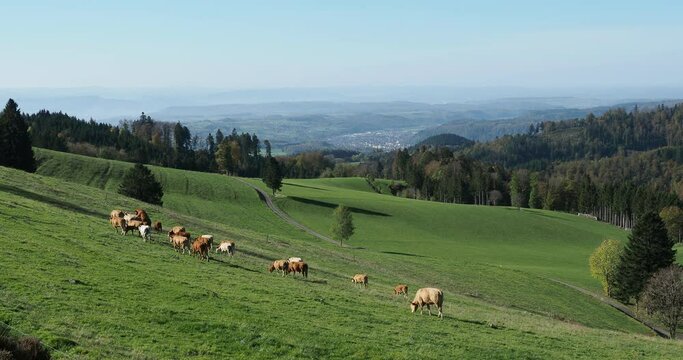 Rinderzucht rund um Gersbach im S&uuml;dschwarzwald. K&uuml;he und Ochsen auf den Almen mit Blick auf das Wiesental und die Stadt Schopheim