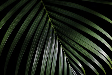 Closeup palm frond in natural green on a black background with selective focus