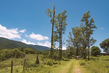 Fototapeta premium Dirt road in the countryside in the mountains. Horses grazing free.