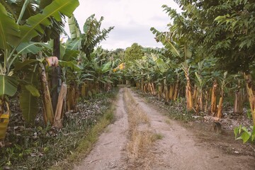 Obraz premium Dirt road crossing a banana plantation in Pedro de Toledo, Brazil.
