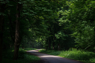 road in the forest